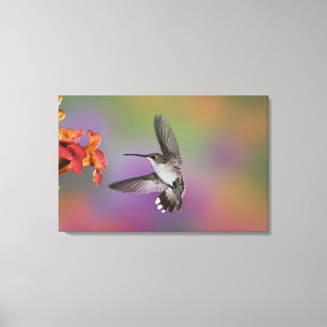 Female Ruby Throated Hummingbird in flight Canvas Print (Front)