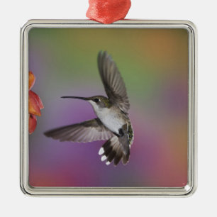 Female Ruby Throated Hummingbird in flight Metal Tree Decoration