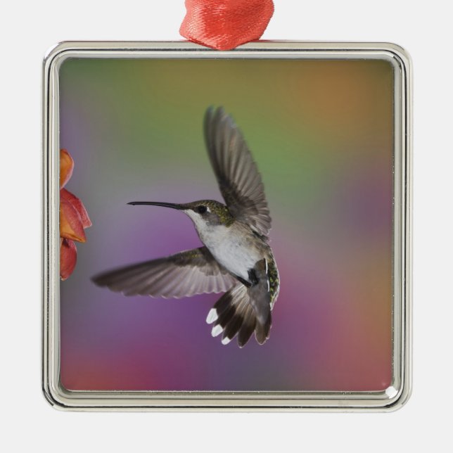 Female Ruby Throated Hummingbird in flight Metal Tree Decoration (Front)