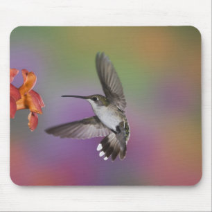 Female Ruby Throated Hummingbird in flight Mouse Mat