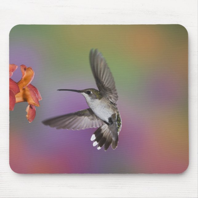 Female Ruby Throated Hummingbird in flight Mouse Mat (Front)