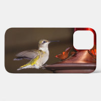 Female Ruby-throated Hummingbird iPhone Case