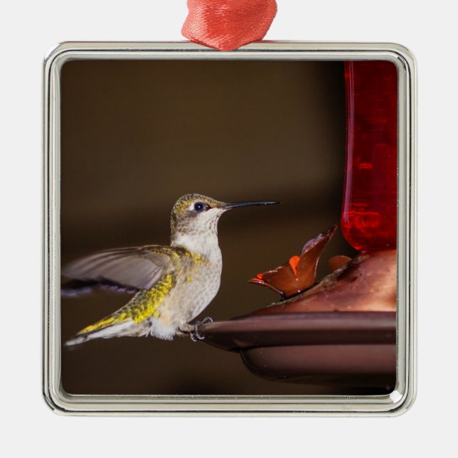 Female Ruby-throated Hummingbird Metal Tree Decoration (Front)