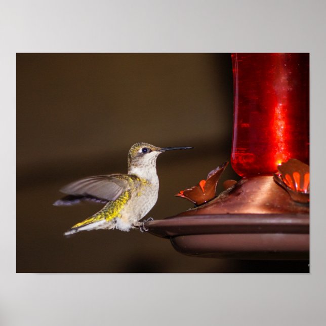Female Ruby-throated Hummingbird Poster (Front)