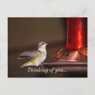 Female Ruby-throated Hummingbird Thinking Of You Postcard