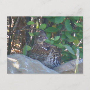 Female Ruffed Grouse Postcard