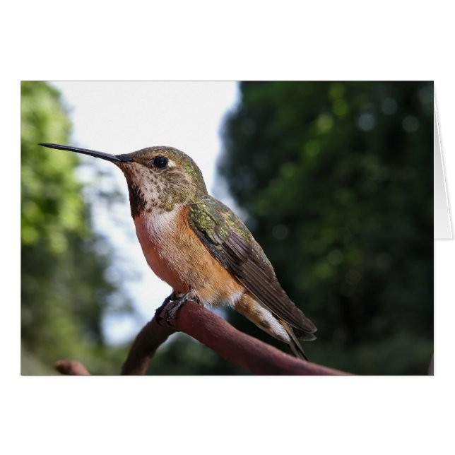 Female Rufous Hummingbird - Cards (Front Horizontal)