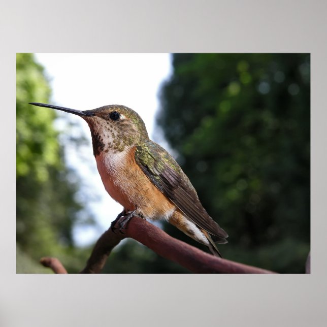 Female Rufous Hummingbird - Fine Art Prints (Front)