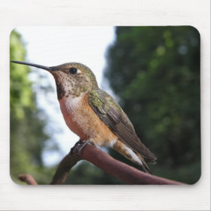 Female Rufous Hummingbird - Mousepad