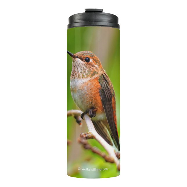 Female Rufous Hummingbird on the Plum Tree Thermal Tumbler (Front)