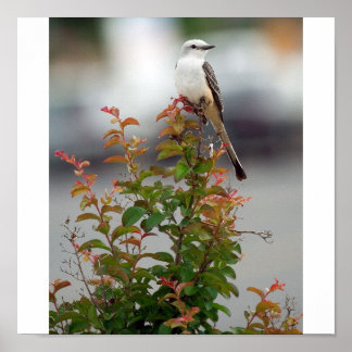 Female Scissortail Flycatcher Poster