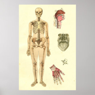 Female Skeletal Anatomy Poster