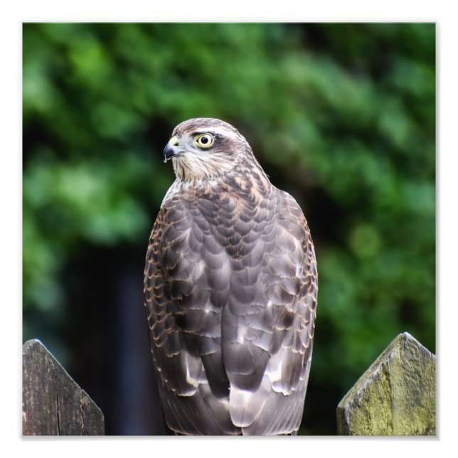 Female Sparrowhawk Photo Print (Front)