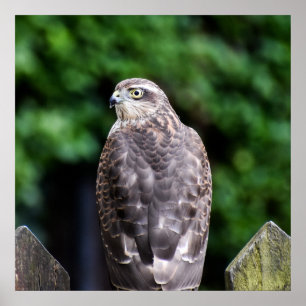 Female Sparrowhawk Poster