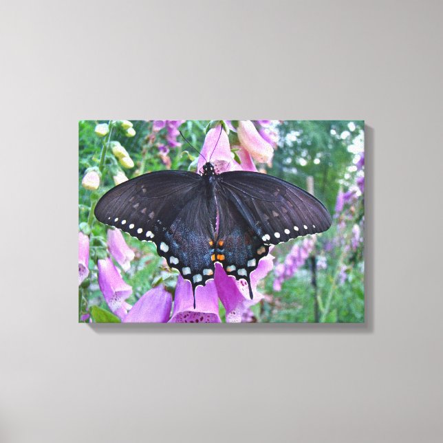 Female Spicebush Swallowtail Butterfly Canvas Print (Front)