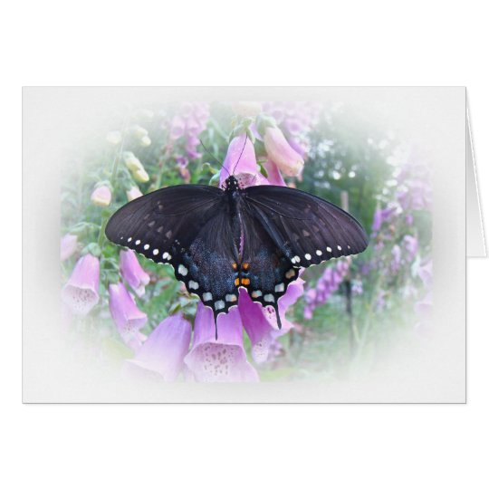 Female Spicebush Swallowtail Butterfly Card