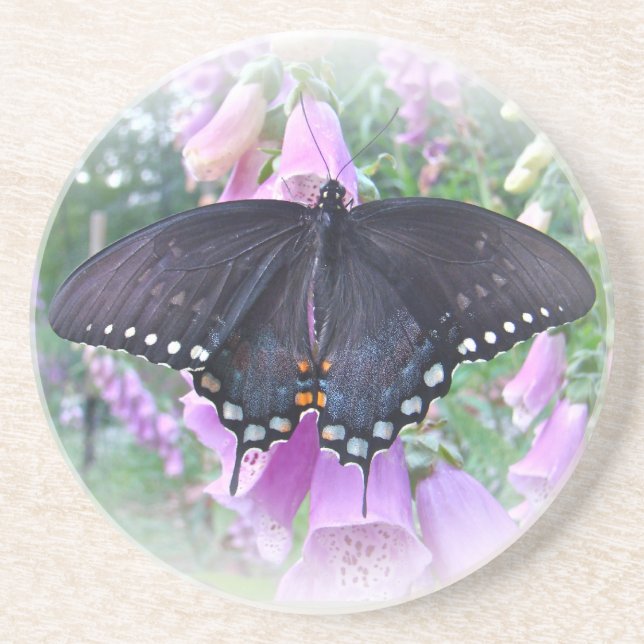 Female Spicebush Swallowtail Butterfly Coaster (Front)