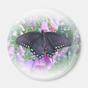Female Spicebush Swallowtail Butterfly Magnet