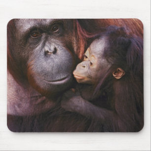 Female Sumatran Orangutan with baby, Pongo Mouse Mat