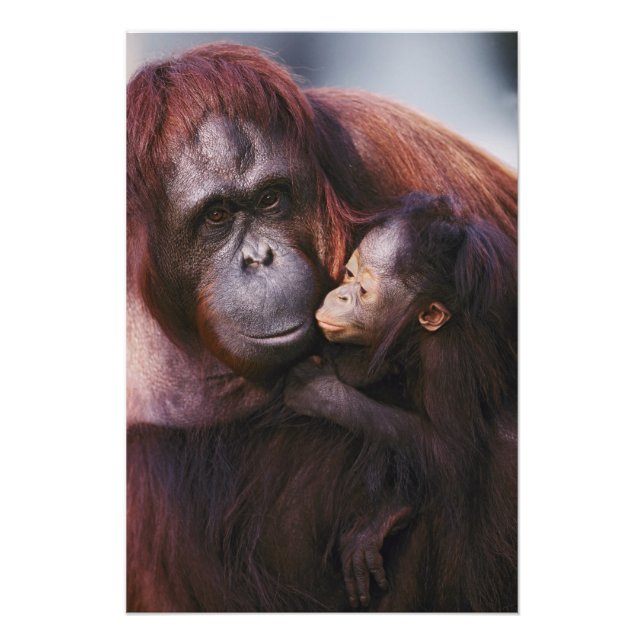 Female Sumatran Orangutan with baby, Pongo Photo Print (Front)