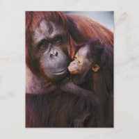 Female Sumatran Orangutan with baby, Pongo