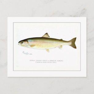 Female Sunapee Trout Postcard