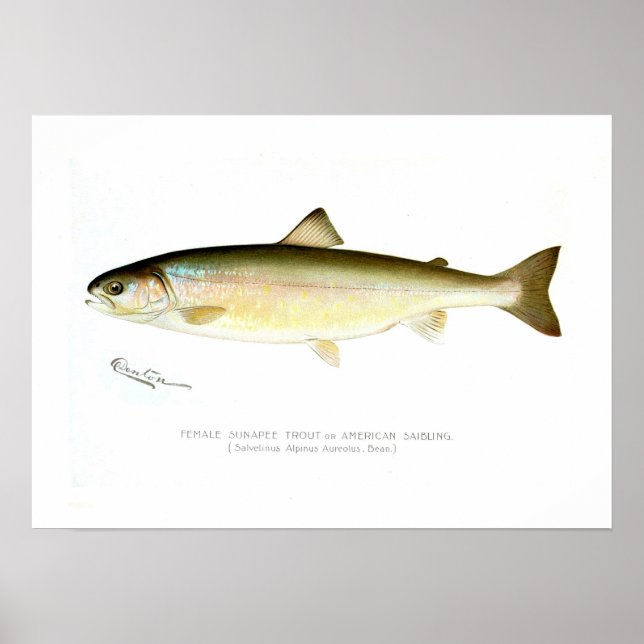 Female Sunapee Trout Poster (Front)