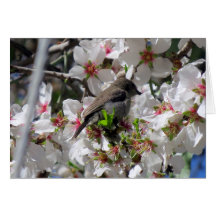 Female sunbird sipping nectar