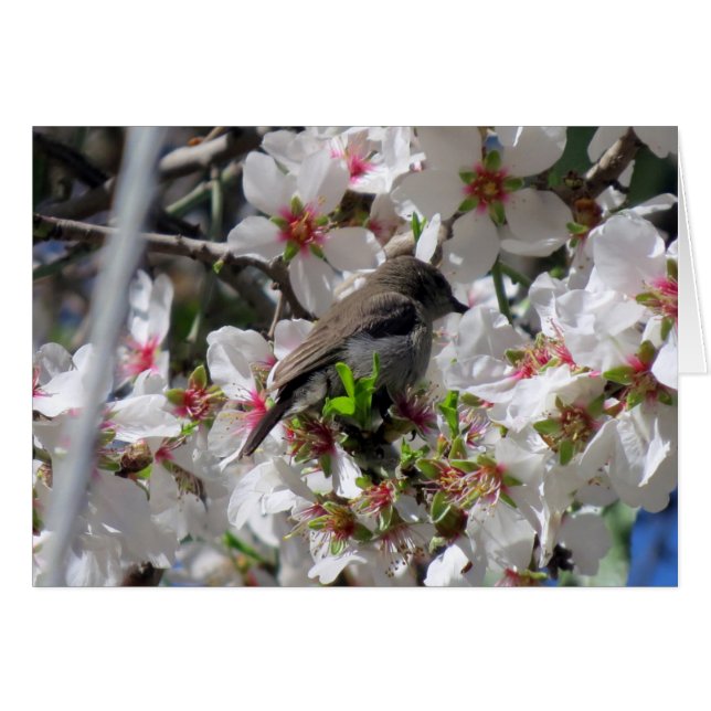 Female sunbird sipping nectar (Front Horizontal)