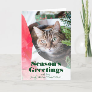 Female tabby cat with blue eyes peering out holiday card