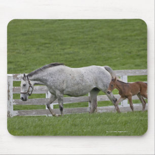 Female thoroughbred and young foal mouse mat