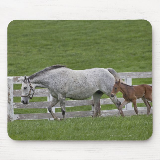 Female thoroughbred and young foal mouse mat (Front)