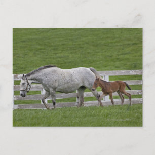 Female thoroughbred and young foal postcard
