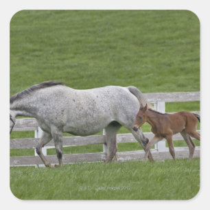 Female thoroughbred and young foal square sticker