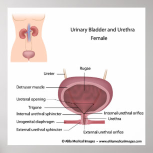 Female urinary system labelled poster