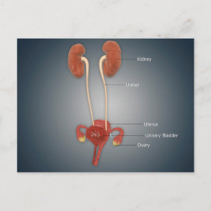 Female Uterus With Ovaries, Kidney and Bladder Postcard