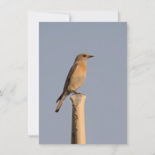 Female Western Bluebird Invitation