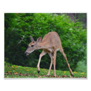 Female Whitetail Deer Photo Print