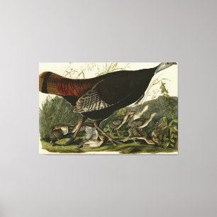 Female Wild Turkey from Audubon's Birds of America Canvas Print