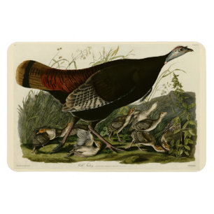 Female Wild Turkey from Audubon's Birds of America Magnet