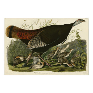 Female Wild Turkey from Audubon's Birds of America Photo Print