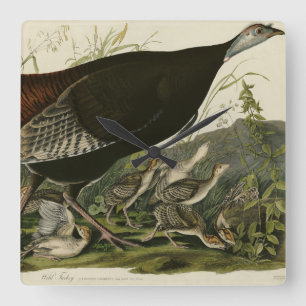 Female Wild Turkey from Audubon's Birds of America Square Wall Clock