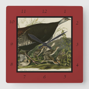 Female Wild Turkey from Audubon's Birds of America Square Wall Clock