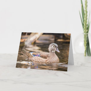 Female Wood Duck Notecard