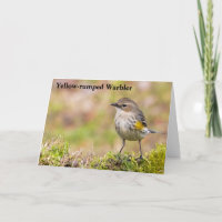 Female Yellow-rumped Warbler