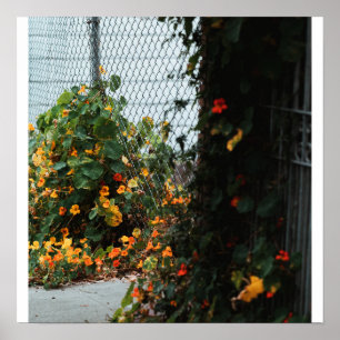 Fence Flowers Poster