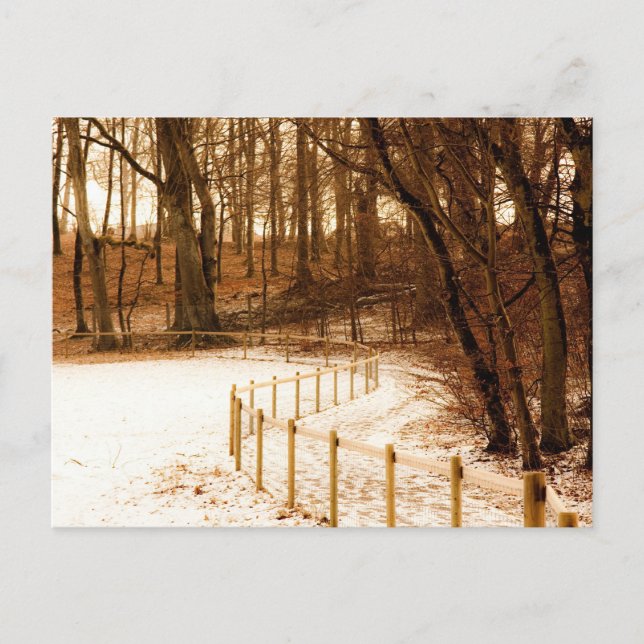 Fence in the forest postcard (Front)
