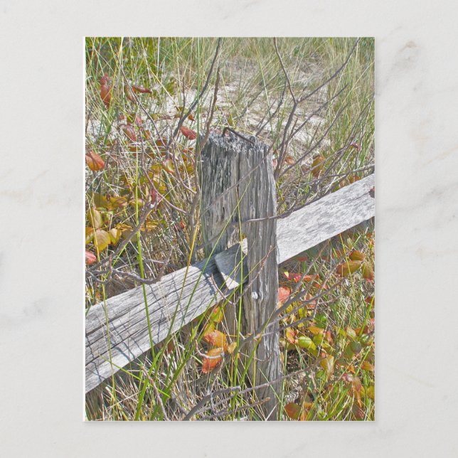 Fence & Poison Ivy IBSP NJ Coordinating Items Postcard (Front)