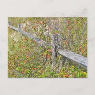 Fence & Poison Ivy IBSP NJ Coordinating Items Postcard