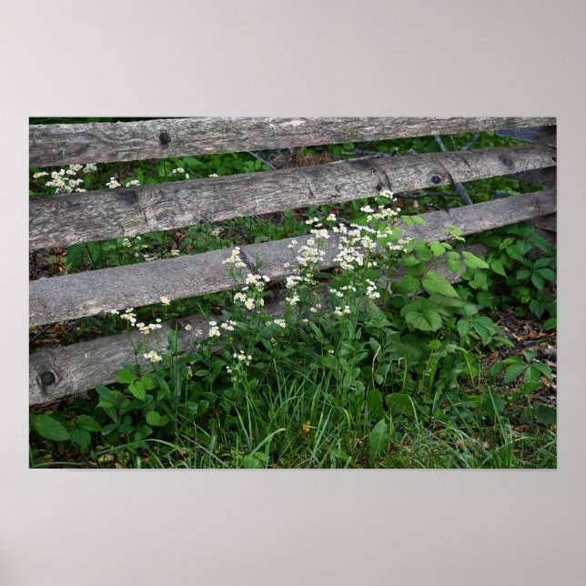 Fence with Wildflowers Poster (Front)